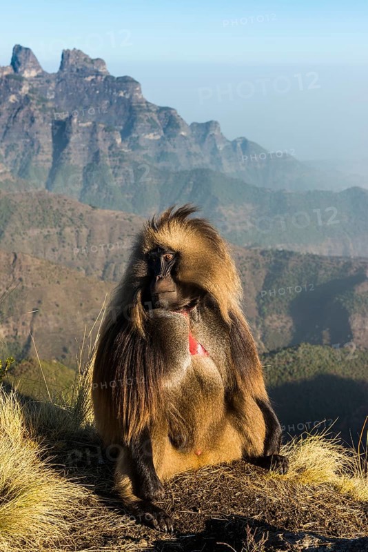 Gelada baboon