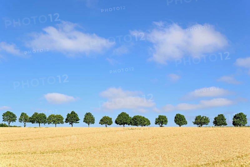 Row of trees