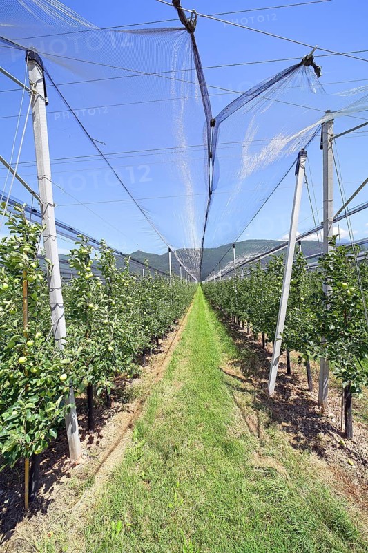 Intensive fruit cultivation Apples