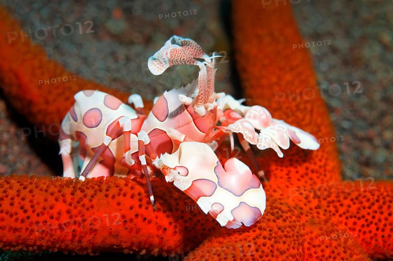 Eastern harlequin shrimp