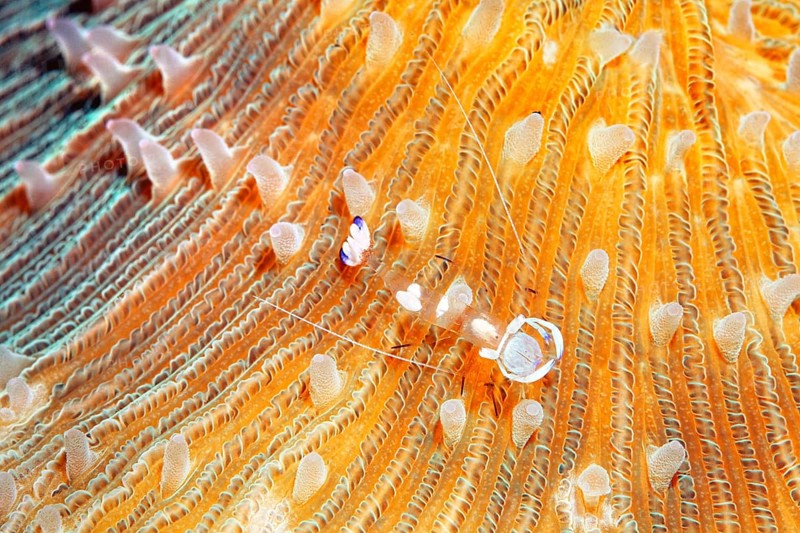 Splendid partner shrimp
