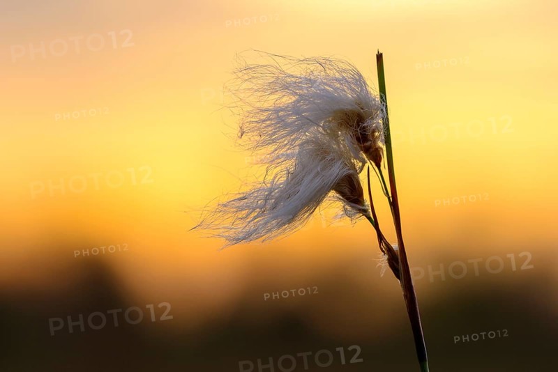 Fruitful hare's-tail cottongrass