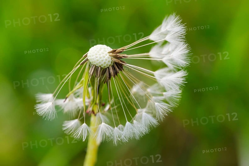Seed of Dandelion