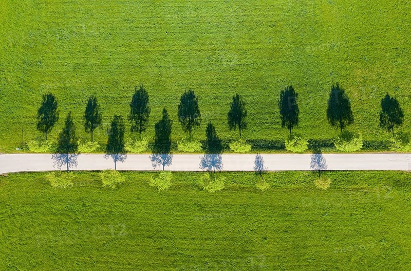 Pear tree-Allee