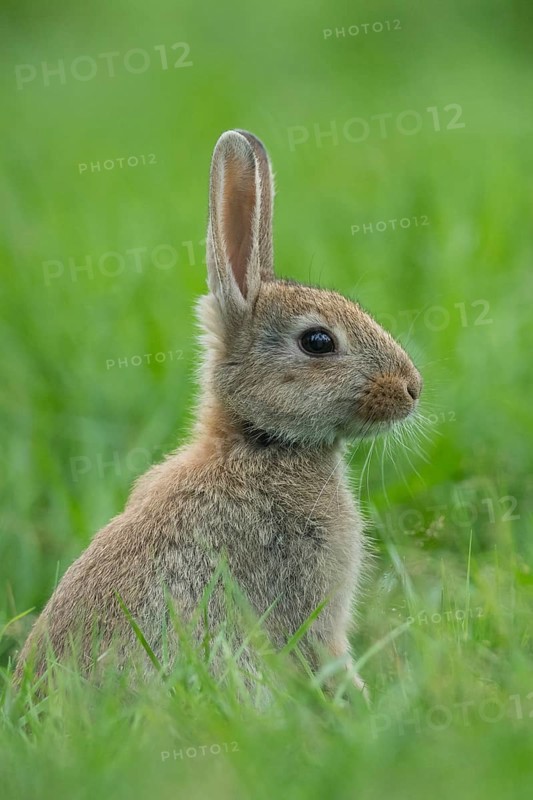 European rabbit
