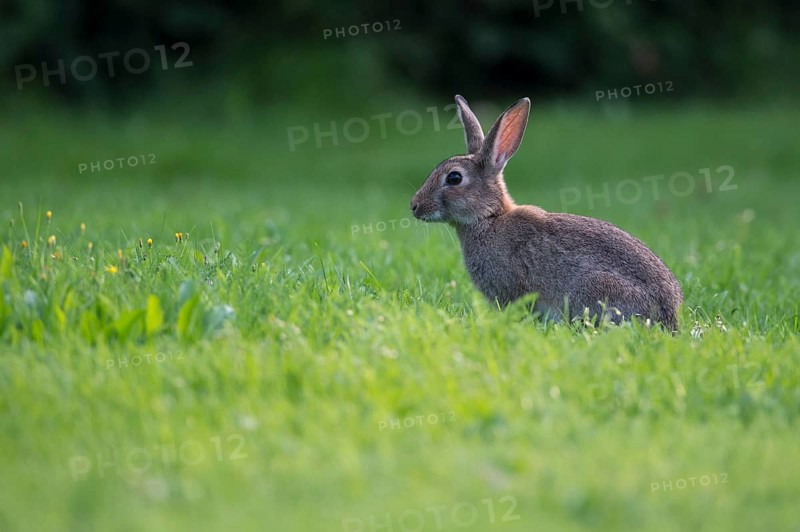 European rabbit