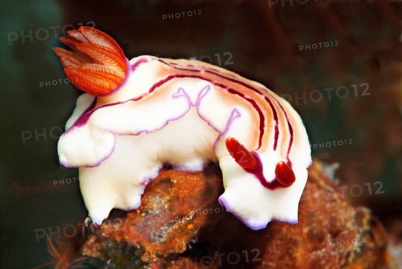 Grand star snail