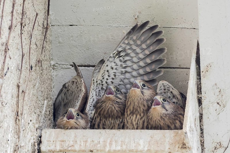 Four Common kestrels