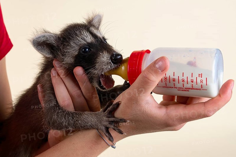 Raccoon