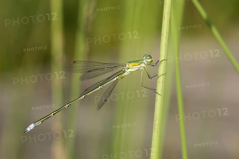Emerald Damselfly