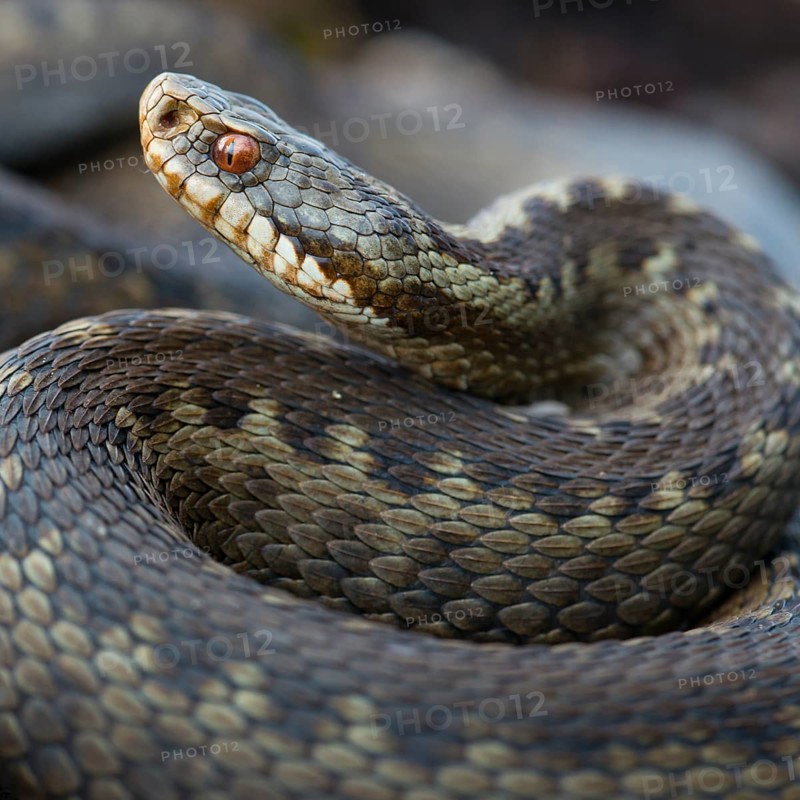 Portrait of a Common European viper