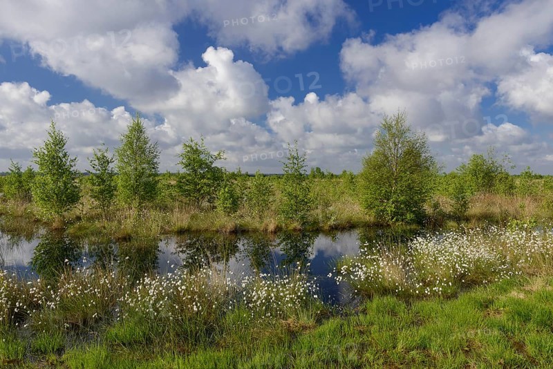 Fruitful cotton grass and cumulus clouds in spring in the moor
