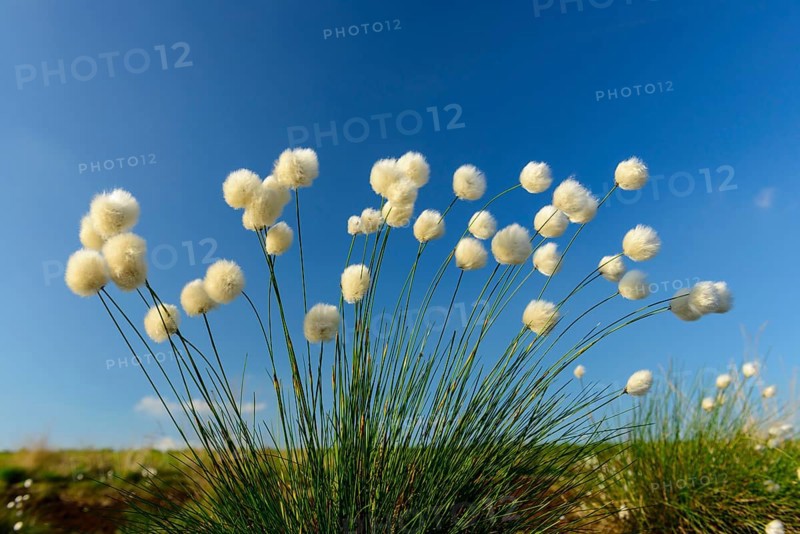 Fruitful hare's-tail cottongrass