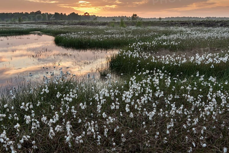 Sunset in a moor with fruiting cotton grass