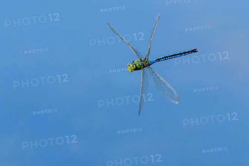Emperor dragonfly