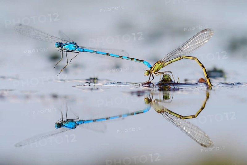 Mating wheel of the Common blue damselfly