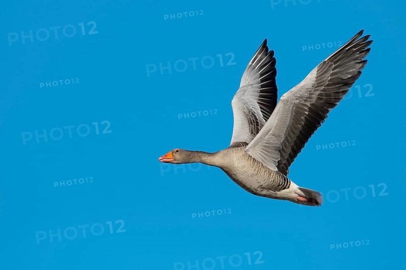 Flying Greylag goose