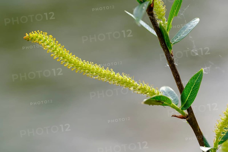 Female flower catkin of Goat willow