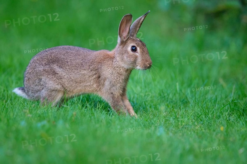 European rabbit