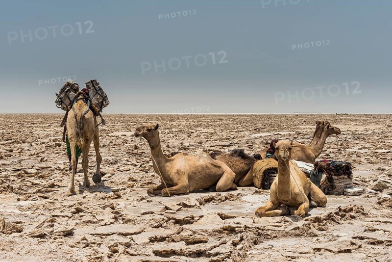 Dromedaries lie in dry salt lake