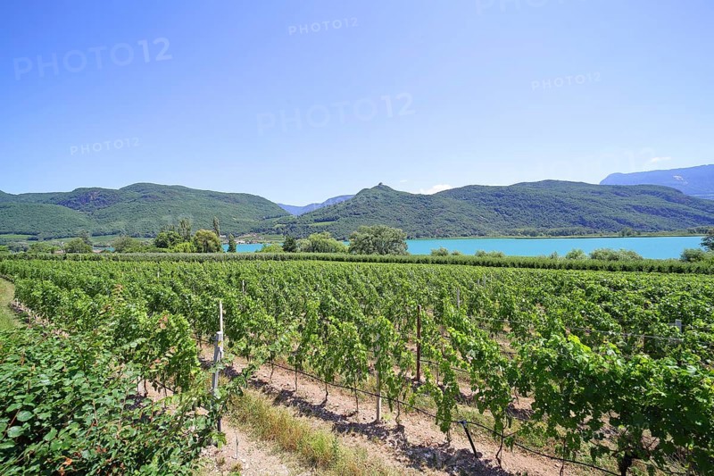 Viticulture on Lake Caldaro