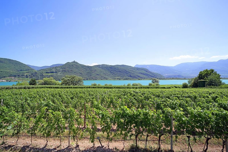 Viticulture on Lake Caldaro
