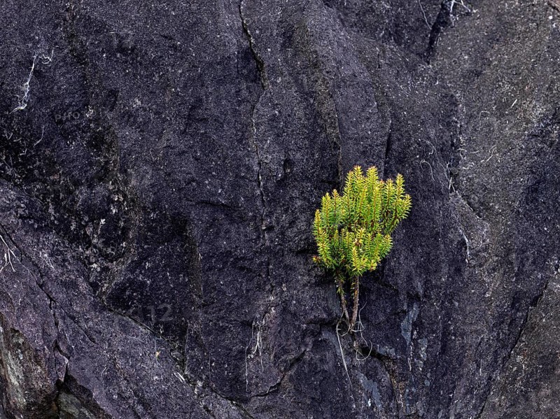 Pioneer plant on rock