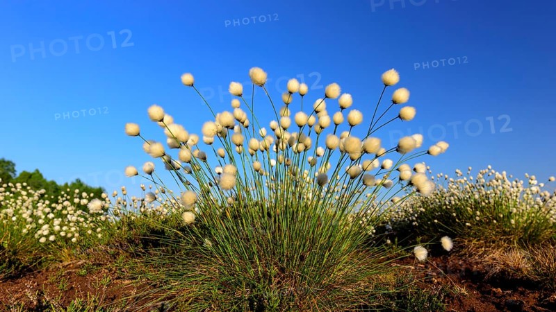 Fruitful cotton grass in spring in the moor
