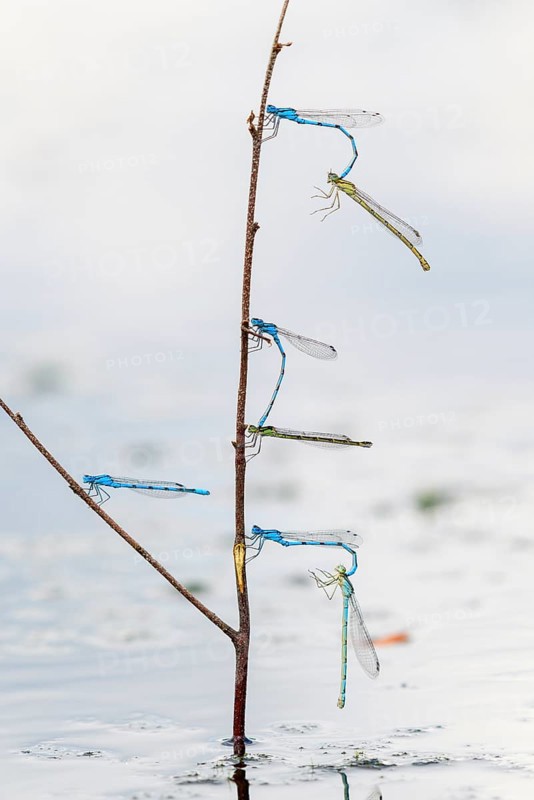 Mating wheels of the Common blue damselfly