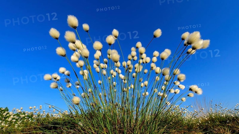 Fruitful cotton grass in spring in the moor