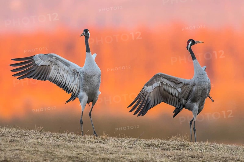 Cranes