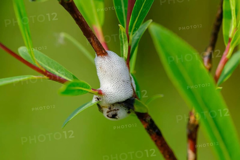 Cuckoo saliva on willow branch