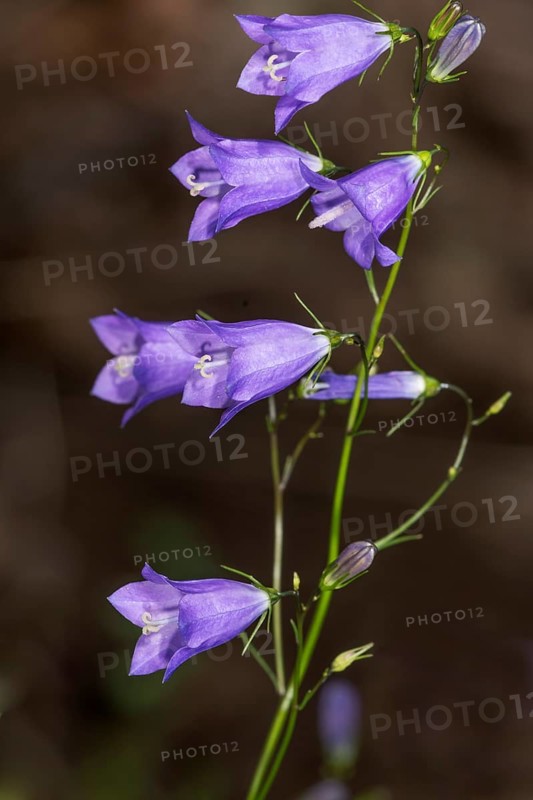Harebell