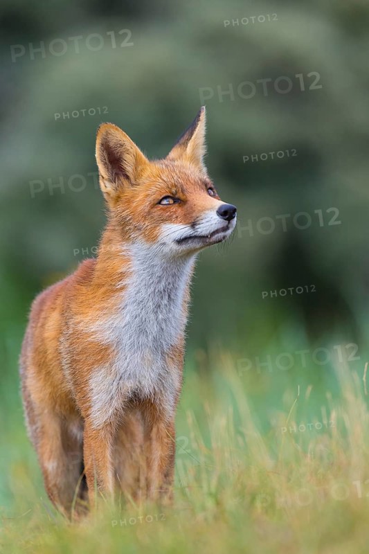 Red fox