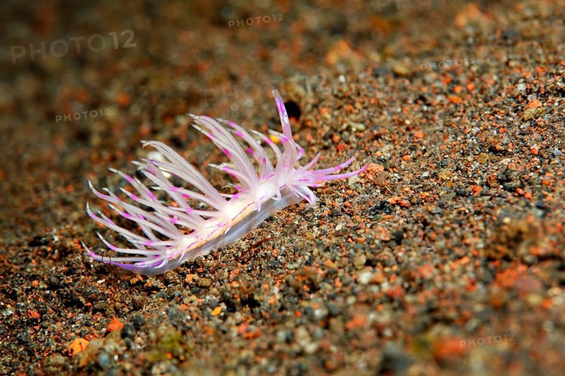 Thread snail