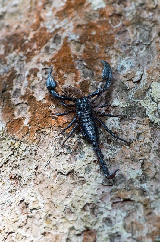 Scorpion Heterometrus longimanus with prey