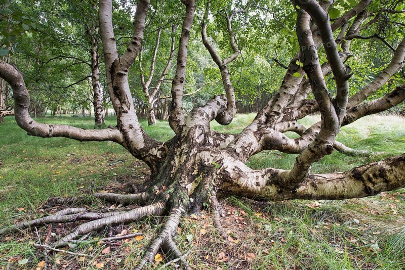 Downy birch
