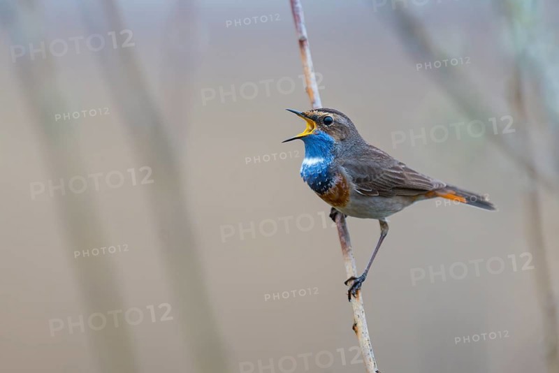 Singing Bluethroat