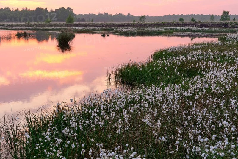 Sunset in a moor with fruiting cotton grass