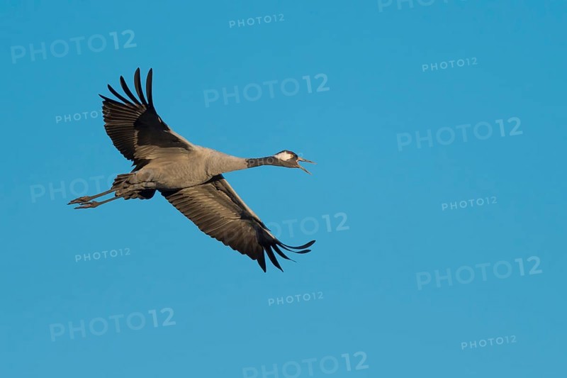 Calling Crane