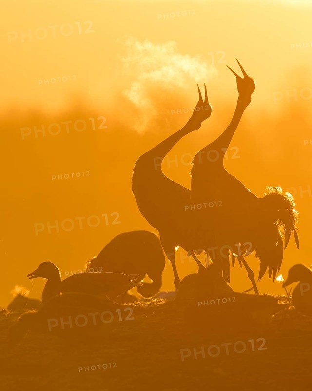 Silhouette