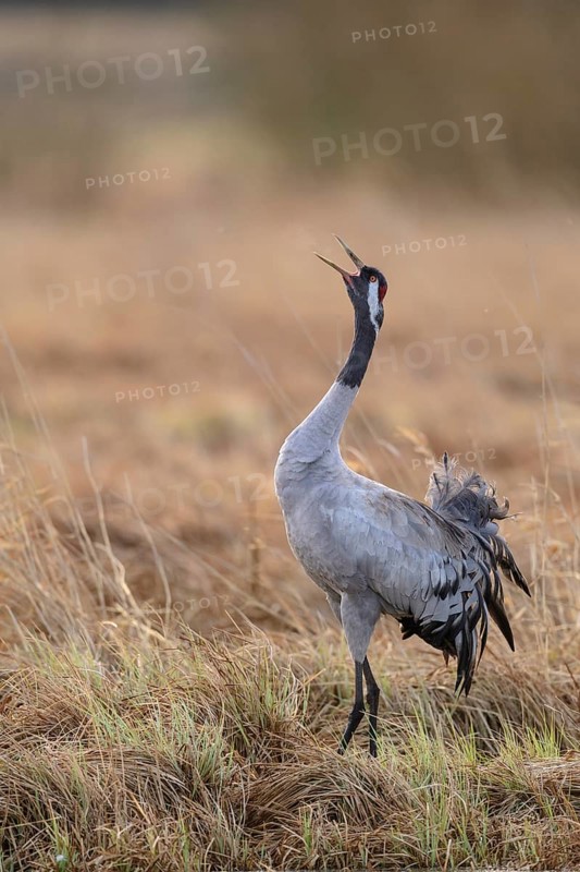 Crane