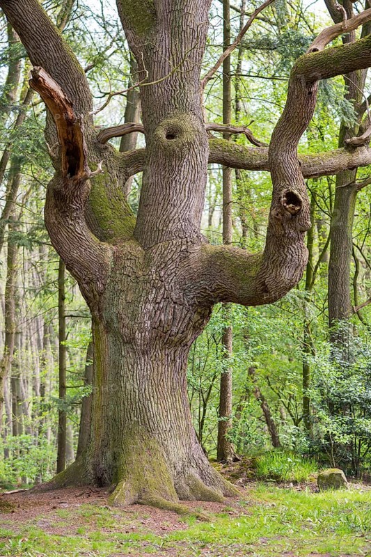 Old Oak