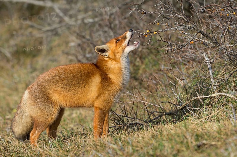 Red fox