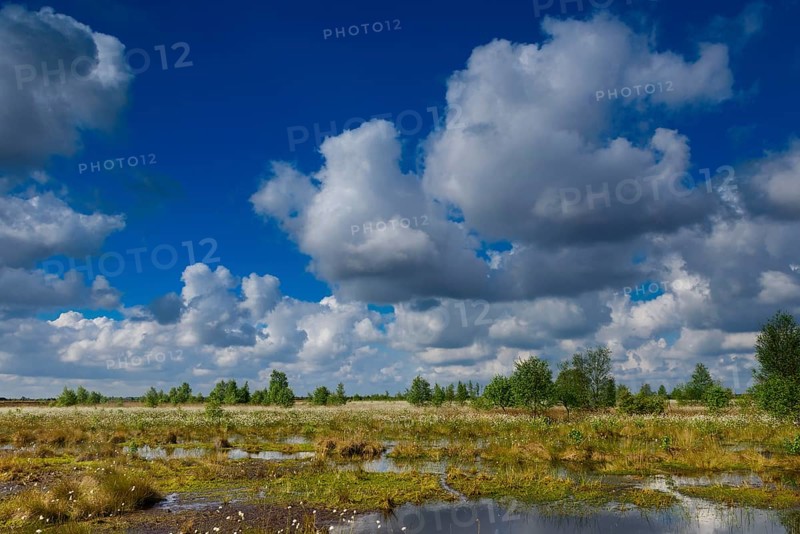 Fruitful cotton grass and cumulus clouds in spring in the moor