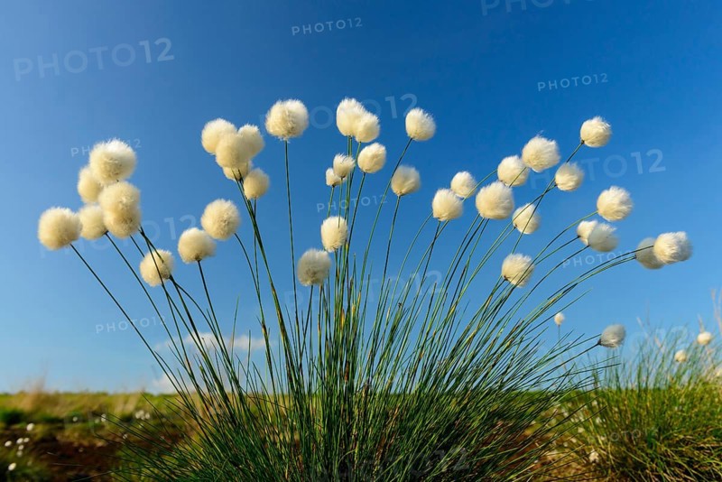 Fruitful hare's-tail cottongrass