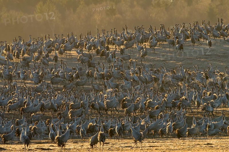 Flock of birds resting grey Common cranes