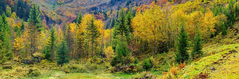 Autumnal mountain forest in the Oytal