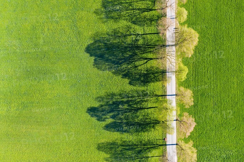 Tree-lined avenue with shade