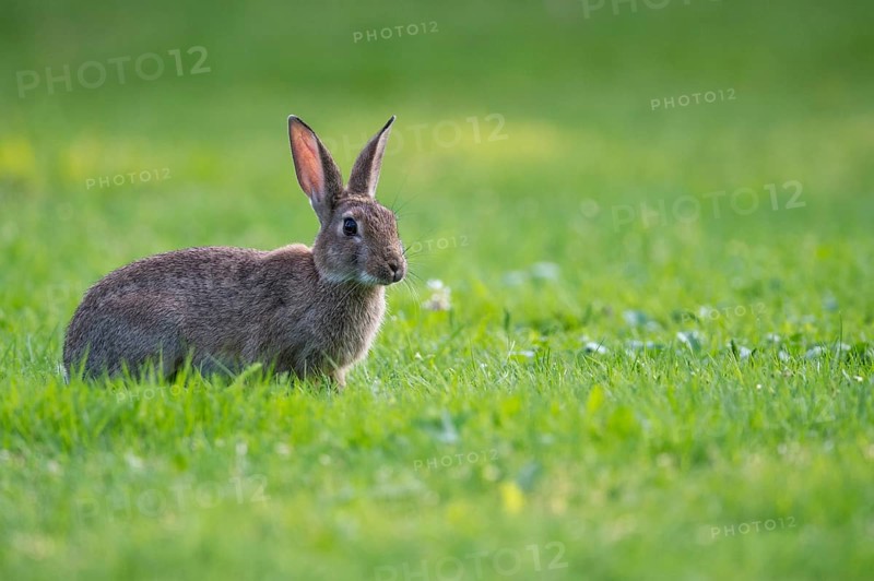 European rabbit